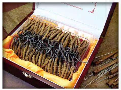 色达冬虫夏草回收